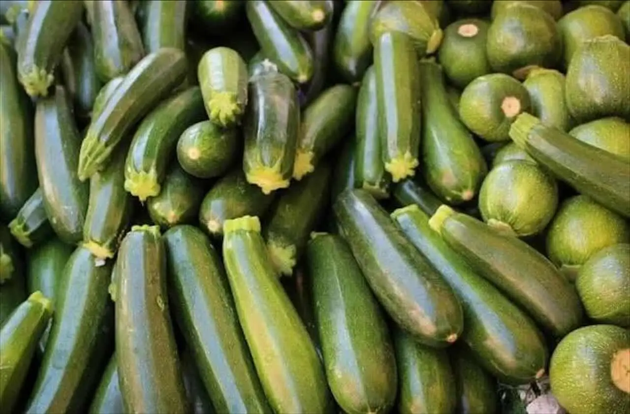 Non piantare le zucchine in questo ciclo lunare: cresceranno deboli e senza frutti