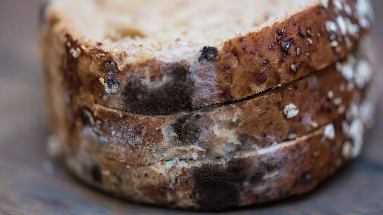 Attenzione a questa muffa soffice che si forma sui tuoi alimenti: ecco quanto è pericolosa