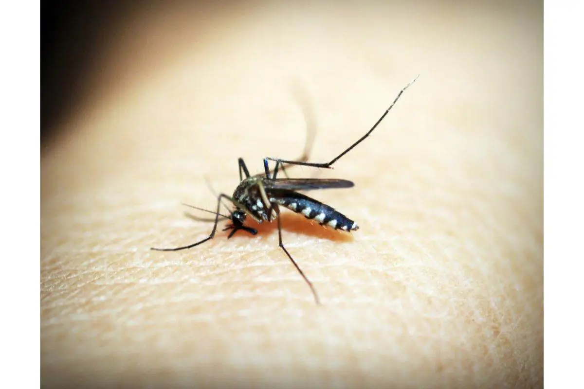 Sei punto di notte? Ecco l’insetto silenzioso che ti rovina il sonno e come eliminarlo